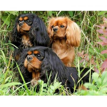 5D Kreuzstich Hund Cavalier King Charles