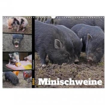 Faszination Minischweine 2024 DIN A3 quer