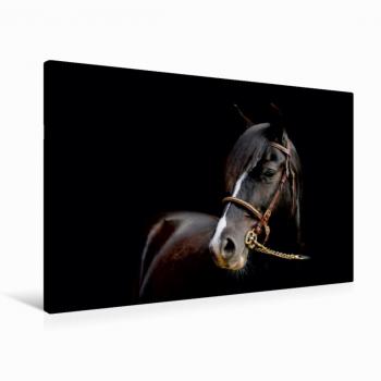 CALVENDO Premium Textil‑Leinwand 90 × 60 cm – Llewellyn Welsh Cob, La CROS Edition