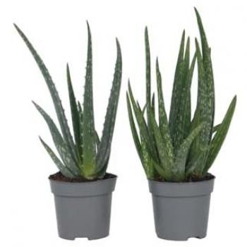 Florastore Plus