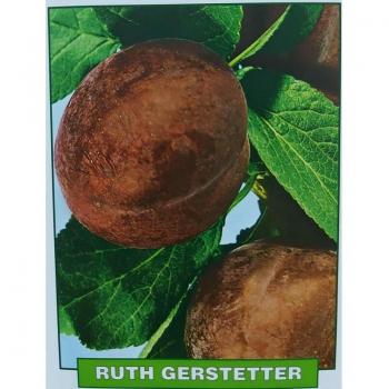 Susina Ruth Gerstetter 3 anni – pianta