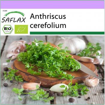 Cerfeuil Bio SAFLAX 800 graines – Anthriscus