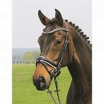 Hans Melzer Warmblut-Hagen-Trensen mit Lackschicht