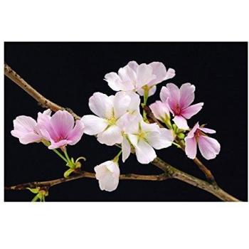 Reinders Kunstposter „Kirschblüte“ – 175 × 115 cm