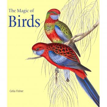 The Magic of Birds